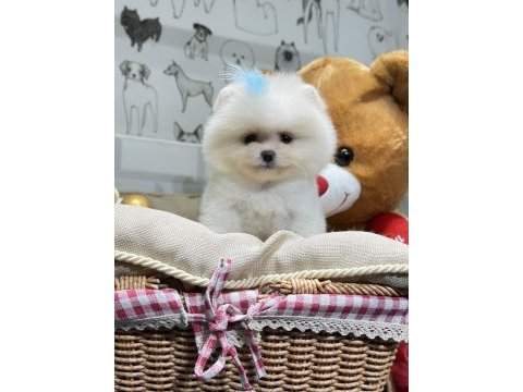 Pomeranian boo yavrular orjinal safkan