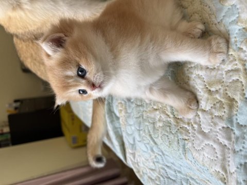 Safkan top kafa ful secereli british longhair