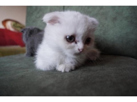 Safkan ve oyuncu scottish fold yavrularımız