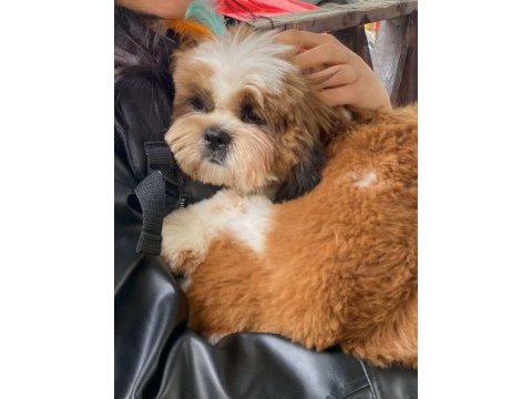 Maltipoo köpeğimiz (gofret)