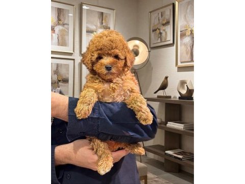 Safkan toy poodle