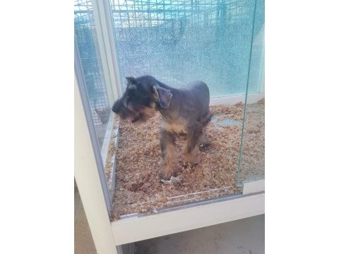 4 yaşında dişi erkek schanuzer köpekler