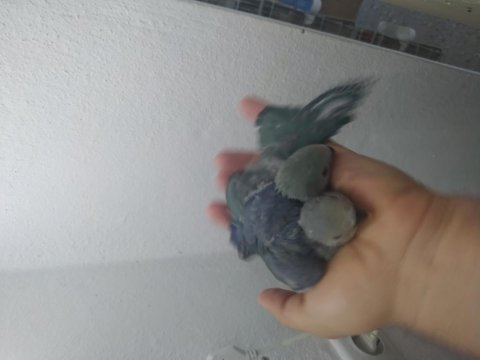Elle beslemeye uygun sevda papağanı yavrular