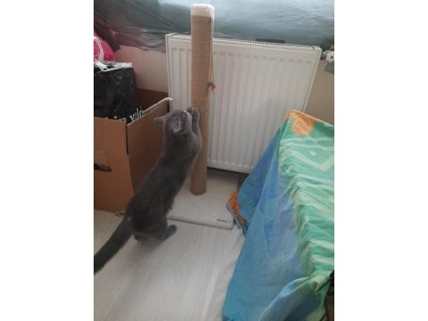 2 aylık top kafa ayı kafa scottish fold