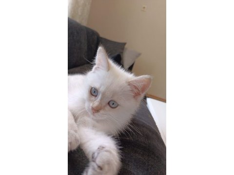 Yavru erkek british shorthair