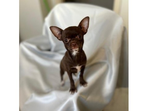 Chihuahua inci hanım ile tanışın