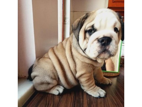 Mükemmel kalite ingiliz bulldog yarularımız