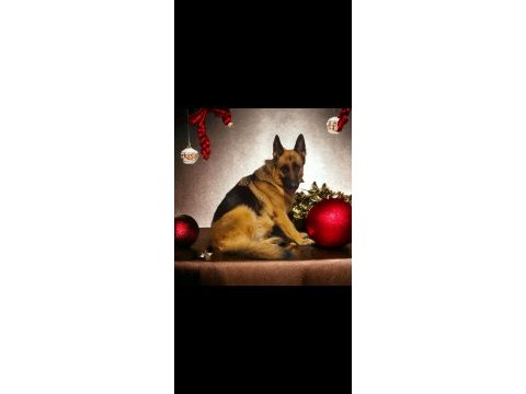 Şecereli eğitimli genç yetişkin alman çoban köpeklerimiz