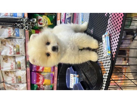 Pomeranian gaziantepte güvenilir adres yıldırım petshop