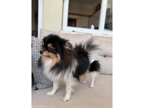 Tüm aşıları tam xxs pomeranian