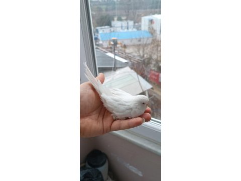 Ücretsiz sahiplendirilecek beyaz kırmızı göz lutino muhabbet