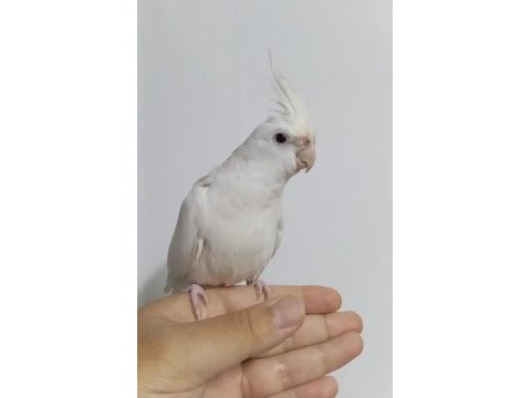 Lutino albino dişi