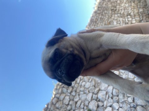 Pug yavrumuzu sahiplendiriyoruz