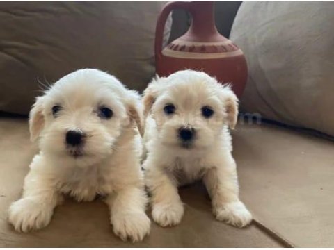 Mini boy maltese bebeklerimiz 