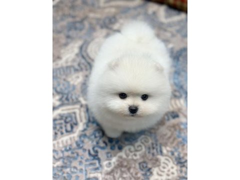 Orjinal ayı surat pomeranian boo oğlumuz rolex