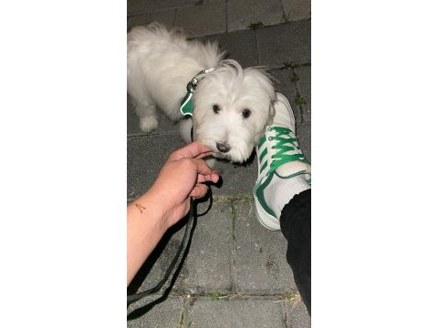 7 aylık kimlikli maltese terrier