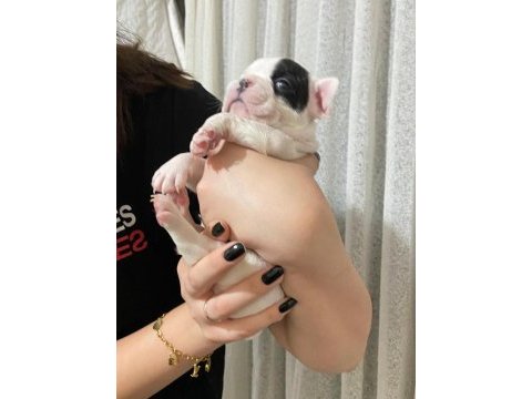 3 erkek french bulldog