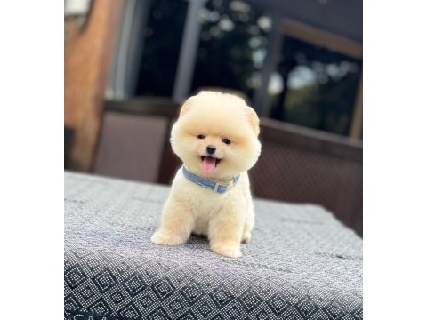 Sağlık ve ırk garantili pomeranian