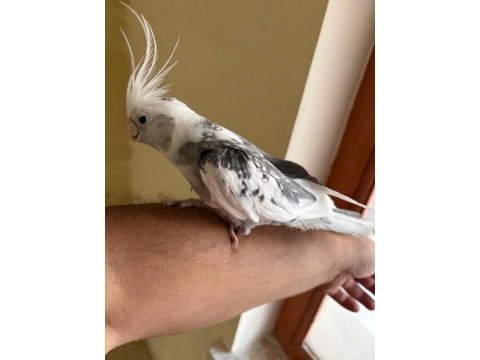 Evine maskot arayanlara kusursuz erkek sultan