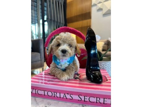 Maltipoo oğlumuz yoyo