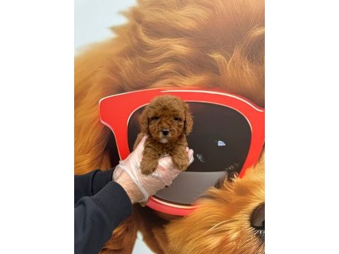 Toy poodle gofrikler