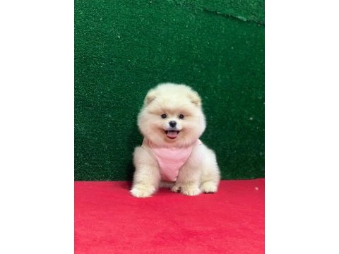 Sahibinden pomeranian yavruları