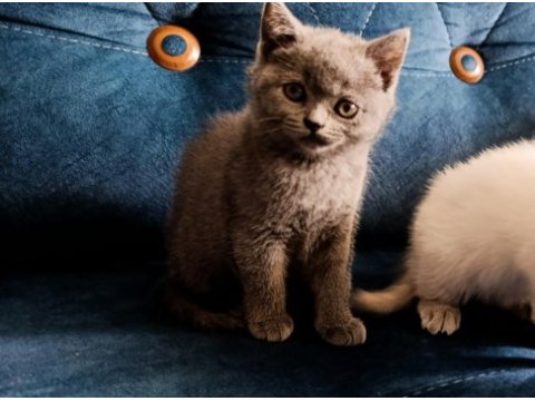 2 aylık dişi safkan british shorthair cana çok yakın