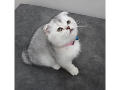 55 günlük scottish fold silver dişi