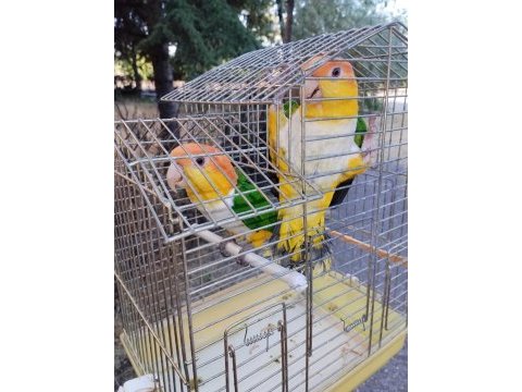 Alışkın dna belgeli çift caique