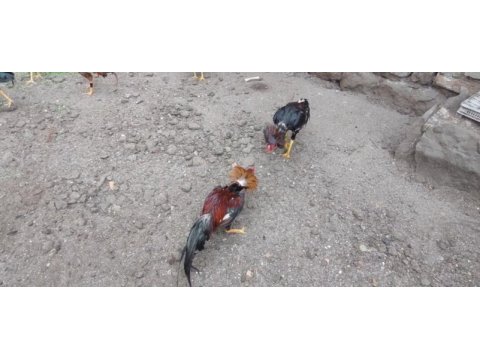 Safkan hint horozları