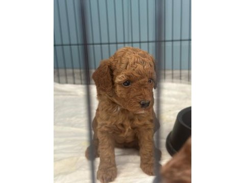 1 dişi ve 1 erkek toy poodle yavrular