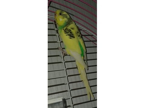 2.5 yaşlarında parçalı dişi damızlık muhabbet kuşu