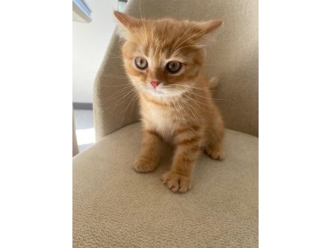 Aşıları tam yavru kedimiz