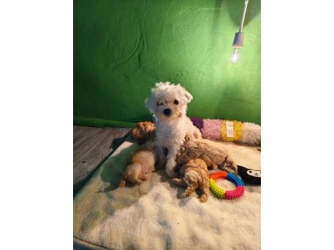 Maltipoo miniklerim
