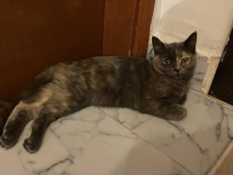 British shorthair puf puf tüylü dişi 7 aylık