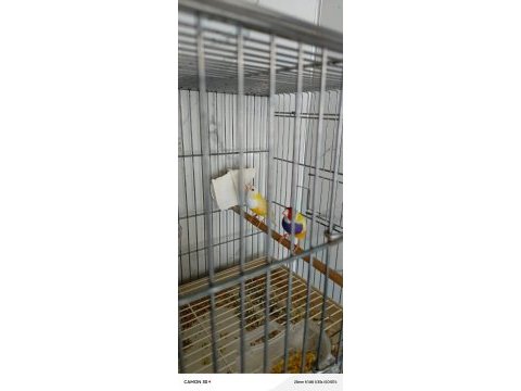2024 doğumlu gökkuşağı golden finch