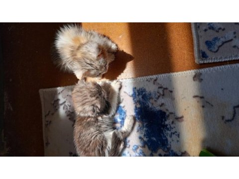 British shorthair ve scottish fold yavruları