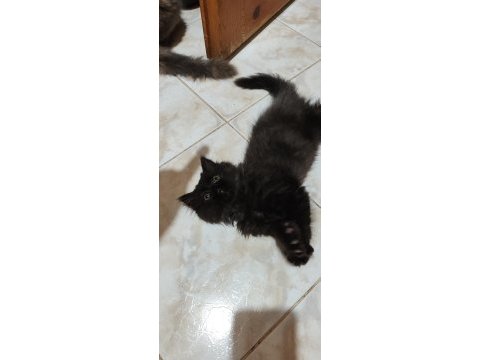Anne ve yavruları kediler