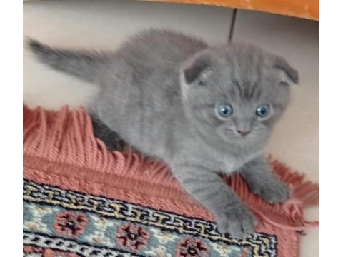 Safkan british ve scottish fold yavrular