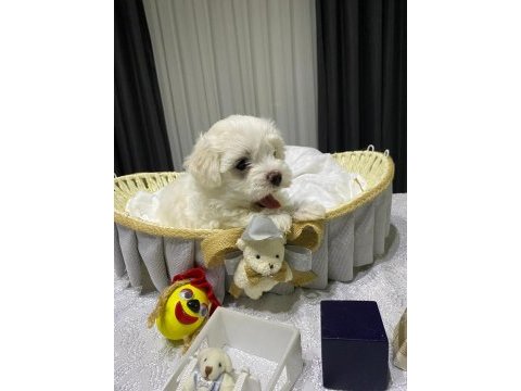 A şecereli babadan maltese yavrular