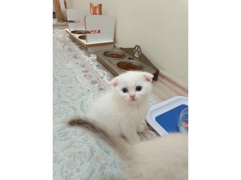 Scottish fold dişi ve erkek yavru kediler