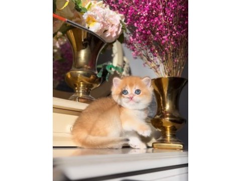 Altın parlaklığında golden british shorthair 