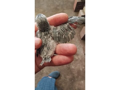 Forpus papağanı yavruları