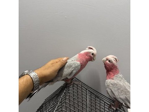 Hazır çift gallah kakadu takım
