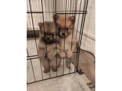 Adanadan pomeranian yavrularımız