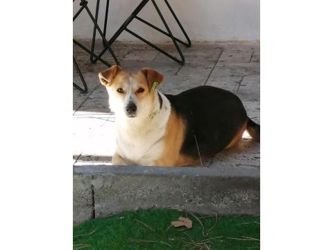 Yuva aranıyor sosyal köpekler