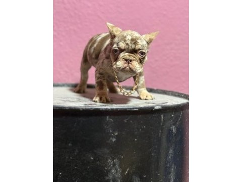 Mükemmel standartlarda french bulldog yavruları