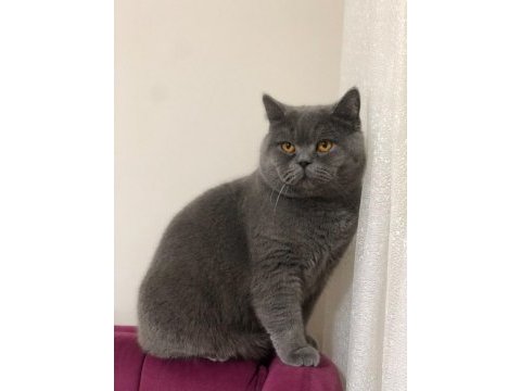 Aşırı yakışıklı british shorthair