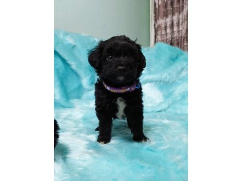 Güzel poodle yavrularımız yeni yuvalarını arıyor