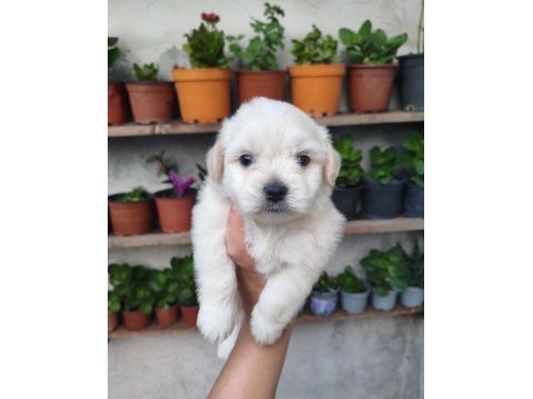 Erkek maltese